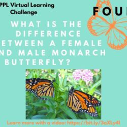 What is the difference between a female and male monarch butterfly?