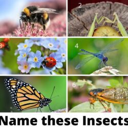Name the insects.
