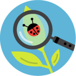 Magnifying glass over a ladybug on a leaf. Illustration.