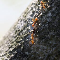 Three red ants on a tree trunk.