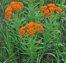 asclepias plant