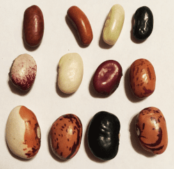 beans