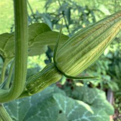 honeynut squash bud