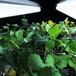 kale and lettuce