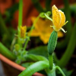 minicuke flower