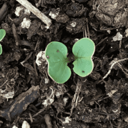 radish seedlings