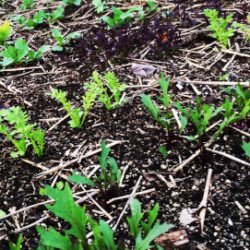 radishes and mustards