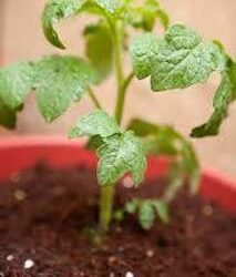tomato seedling