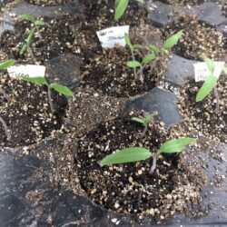 tomato seedlings