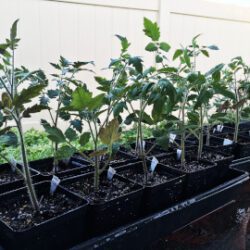 tomato seedlings
